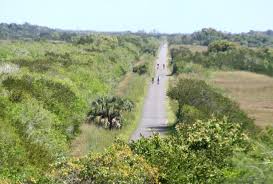 Trilha Tamiami → Shark Valley / Loop Road (Everglades)